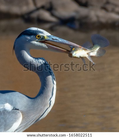 Goliath Heron with a catch in the Kruger National Park South Africa