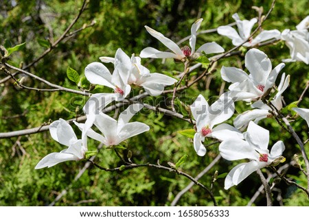 Close up of many delicate white magnolia flowers in full bloom on a branch in a garden in a sunny spring day, beautiful outdoor floral background
