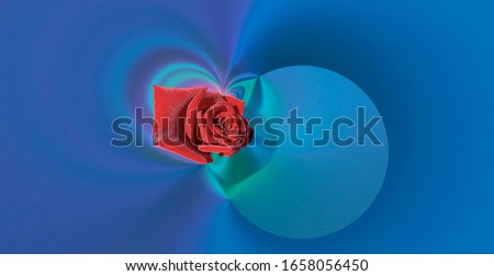 simple design red rose on blue abstract background. Banner, flyer, brochure.