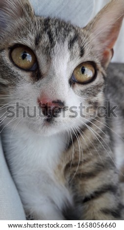 Sweetie Little Cute Cat in Turkey