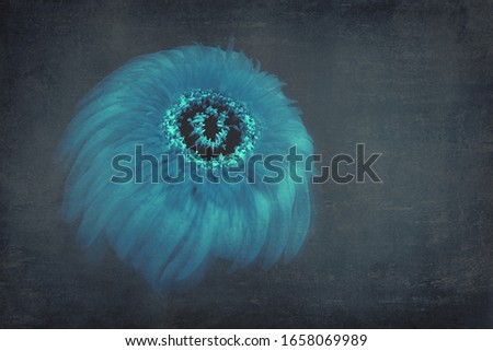 A photographic image of a blue colourised gerbera edited for artistic purposes with space for text/copyspace and a textured background and focus centred on flower centre and soft focus leaves