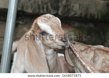 cute brown goat with wide ears