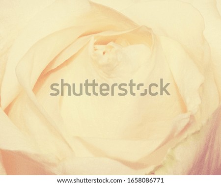 White Color Rose in soft style for Background and gift cards
