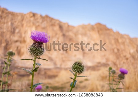Close up view onto violet flowers of Cirsium. Blurred Van Rock on background. Picture taken in Old city of Van, Turkey