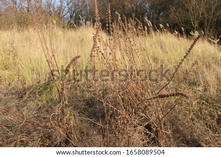 
spikelets of field plants on a background of autumn grass