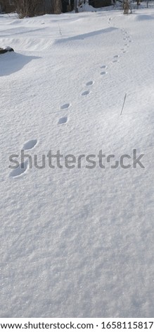 animal tracks on white snow