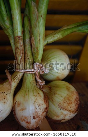 Local organic harvested spring onion in detail