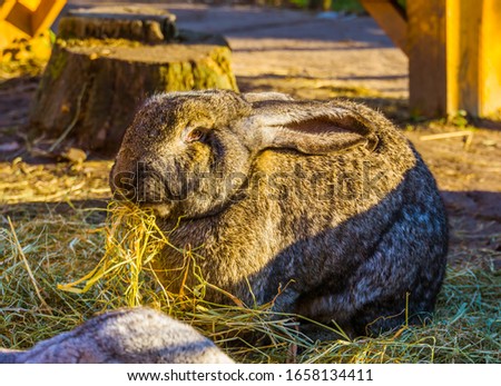 closeup of a big brown european rabbit eating hay, popular domesticated bunny specie