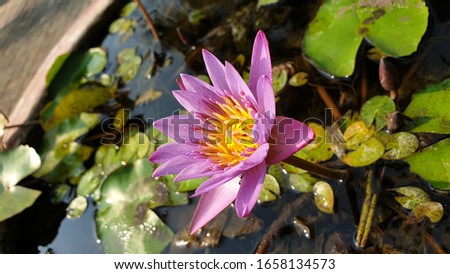 This is a picture of a blooming lotus flower.