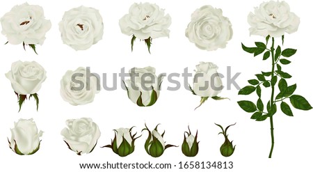 Rose flower set of blooming plant. Garden white isolated icon of white blossom, petal and bud with green stem and leaf for romantic floral decoration, wedding bouquet and valentine greeting card 
