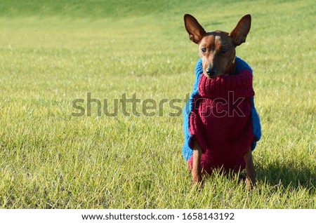 Dog in clothes sitting on the green grass in the Park. Pet in colored, winter clothes in nature. Dog on a walk.  Animal on the street.
