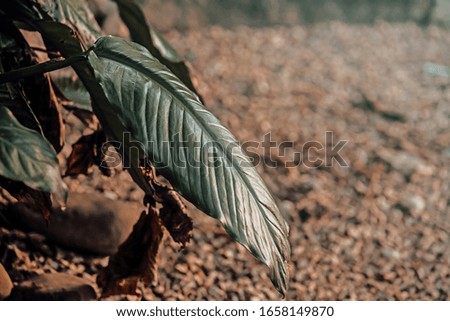 Plant foliage growing around a pine tree. Detail of the leaves. Green. 

