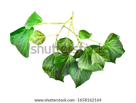 Fresh green foliage of hedera, commonly called ivy (plural ivies)  isolated on white background. 