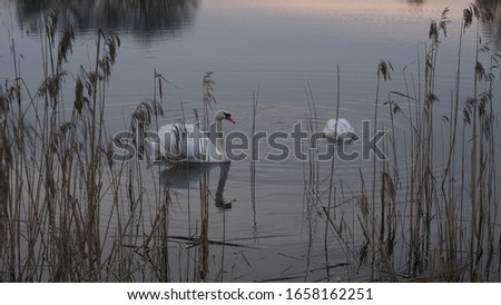 Two swans swim on the lake