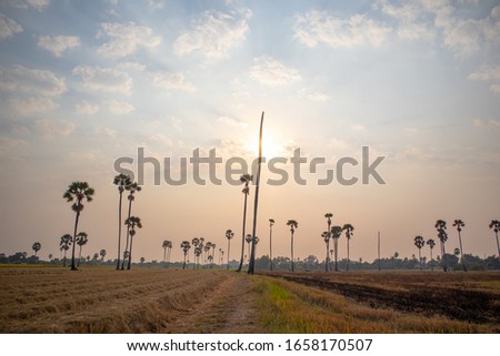 The rising sun in the morning on rice fields and palm trees in Thailand