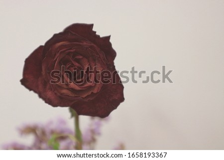 Withered red rose flower over white background, selective focus. Fade color and mock up.