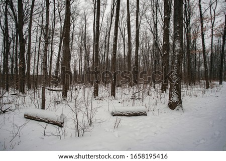 Trees in Forest during winter covered in Snow. Wood logs Tree logs