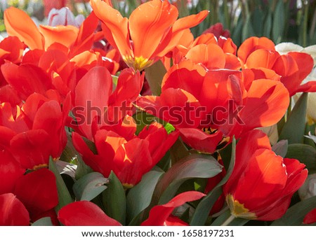 Full frame of bright red tulips. A symbol of spring and good mood. Floral background.