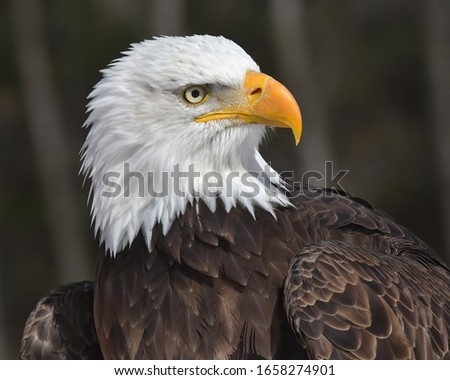 Bald Eagle posing for portrait 