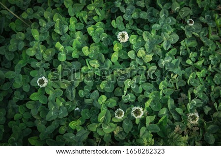 Trifolium flowering in early spring