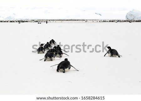 Emperor penguins tobogganing on the sea ice in Cape Washington