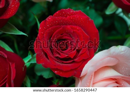 Red flower in the garden