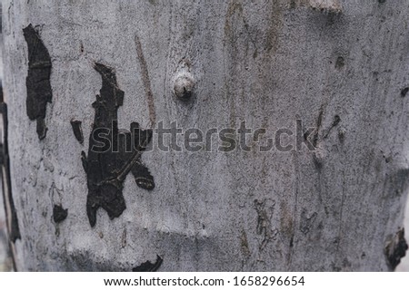 Texture of bark in winter
