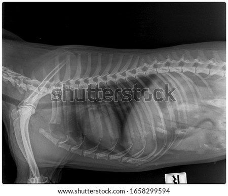 x ray cardiomegaly and pneumonia old dog side view  