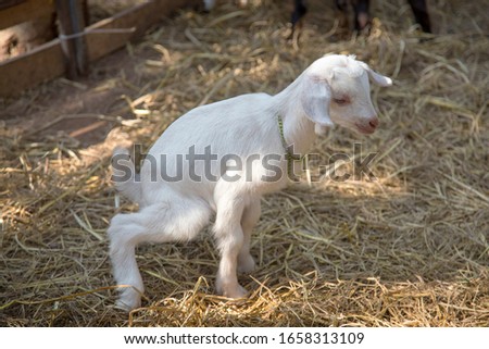 beautiful moment of baby goat family in agericulture farm in morning light