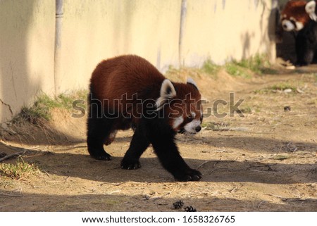 A red panda is walking 