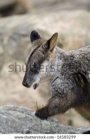 australian banded rock wallaby holding grass it is eating
