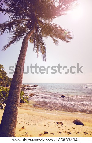 Tropical beach with coconut palm tree against the sun, color stylized picture.