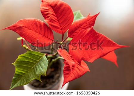 Colorful flower cristmas star with Red leaf. 