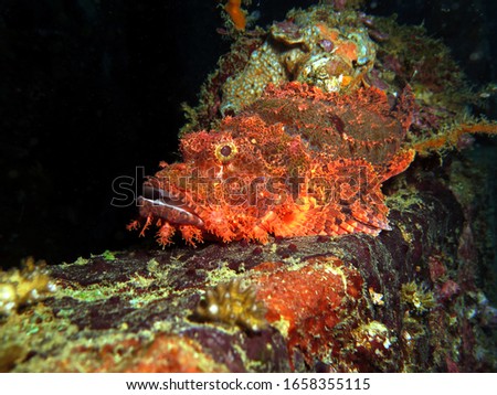 Scorpionfish camouflaged on a wreck Boracay Philippines