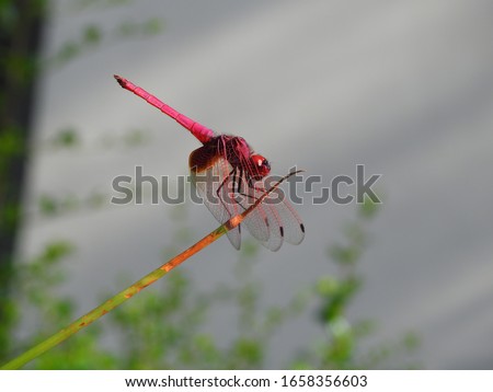 Crimson Dropwing Dragonfly perched daintily on a reed.(Trithemis aurora	Libellulidae)