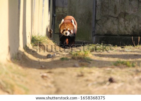 A red panda is playing on the ground