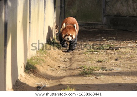 A red panda is playing on the ground