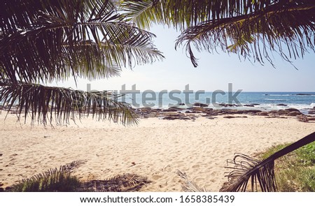 Palm leaves against the sun on a tropical beach, color toned picture.