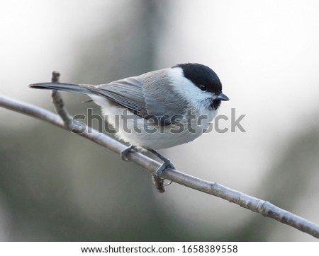 The marsh tit (Poecile palustris) is a passerine bird in the tit family Paridae and genus Poecile, closely related to the willow, Père David's and Songar tits. 