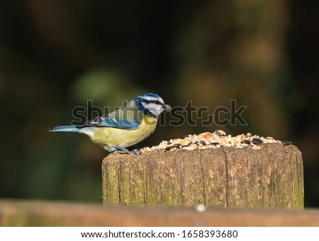 British Wild Birds - Blue Tit & Long-tailed Tit
