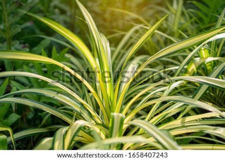 Yellow and green long leaves of Scewpine or Pandanas plant in garden under orange ligth 
