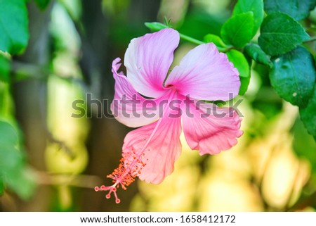Pink Hibiscus flower,select focus,on nature background,