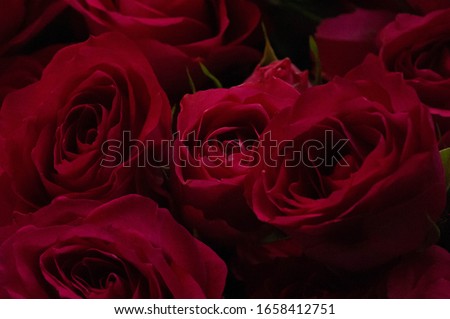 roses flowers. A plant with beautiful large fragrant flowers and a stalk, usually covered with spines. a prickly bush or shrub that usually carries red, pink, yellow or white fragrant flowers