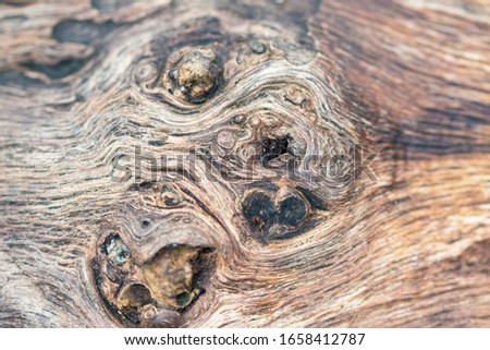 Old oak wood knut and knur texture, macro abstract natural background with selective focus on curves and aerial wood lines, partially blurred