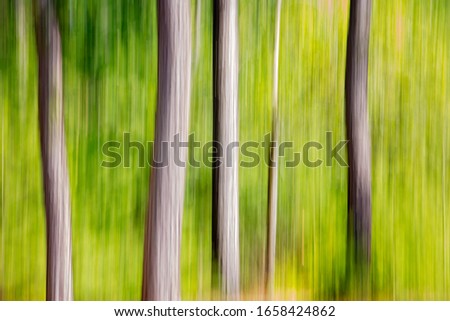 beautiful white birch trees in the forest with lots of vibrant green background blurred abstract slow shutter motion