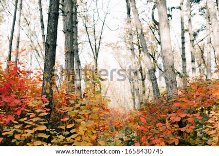 beautiful pine forest with colorful foliage on trees in autumn