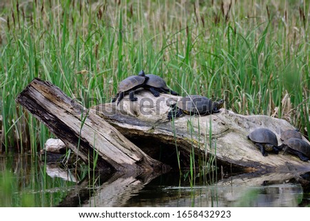 European pond turtle while sunbathing