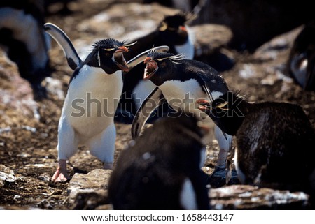 Southern Rockhopper Penguins In Falkland Islands