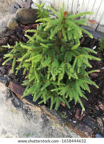 dwarf coniferous Picea abies Acrocona with a wide crown and new spring fresh twigs on a mulched flowerbed against the background of a white plank house