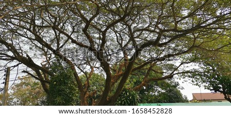 Photograph of a tree with many branches in the same tree Perennials (trees that have been planted for many decades) in the government office in Phayao